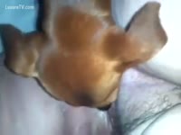Brown dog giving blowjob to gay